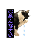 こもじろう♪3（個別スタンプ：14）