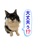 こもじろう♪3（個別スタンプ：15）