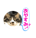 こもじろう♪3（個別スタンプ：16）