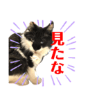 こもじろう♪3（個別スタンプ：18）
