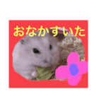 ハムちゃんでんちゃん（個別スタンプ：1）