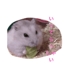 ハムちゃんでんちゃん（個別スタンプ：4）