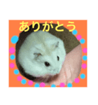 ハムちゃんでんちゃん（個別スタンプ：6）