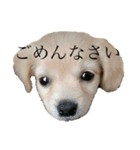 はちとさんの日常（個別スタンプ：3）