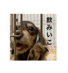 はちとさんの日常（個別スタンプ：4）