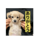 はちとさんの日常（個別スタンプ：5）