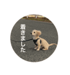 はちとさんの日常（個別スタンプ：7）