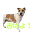 .＆。（個別スタンプ：1）
