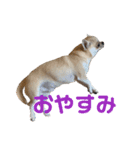 .＆。（個別スタンプ：2）