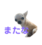 .＆。（個別スタンプ：12）