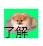ワンワンポメポメ（個別スタンプ：1）