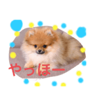 ワンワンポメポメ（個別スタンプ：3）