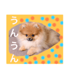 ワンワンポメポメ（個別スタンプ：5）