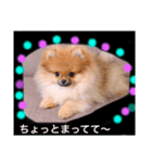 ワンワンポメポメ（個別スタンプ：7）
