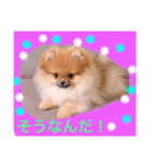 ワンワンポメポメ（個別スタンプ：8）