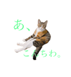 【愛猫にゃんこ】ばぶ・ぷり・ぽんの日常（個別スタンプ：1）