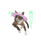 【愛猫にゃんこ】ばぶ・ぷり・ぽんの日常（個別スタンプ：2）