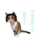 【愛猫にゃんこ】ばぶ・ぷり・ぽんの日常（個別スタンプ：3）