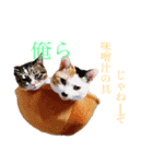 【愛猫にゃんこ】ばぶ・ぷり・ぽんの日常（個別スタンプ：5）