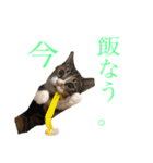 【愛猫にゃんこ】ばぶ・ぷり・ぽんの日常（個別スタンプ：6）