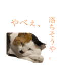 【愛猫にゃんこ】ばぶ・ぷり・ぽんの日常（個別スタンプ：7）