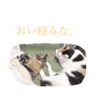 【愛猫にゃんこ】ばぶ・ぷり・ぽんの日常（個別スタンプ：8）
