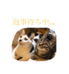 【愛猫にゃんこ】ばぶ・ぷり・ぽんの日常（個別スタンプ：9）