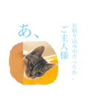 【愛猫にゃんこ】ばぶ・ぷり・ぽんの日常（個別スタンプ：10）
