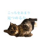 【愛猫にゃんこ】ばぶ・ぷり・ぽんの日常（個別スタンプ：12）