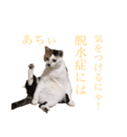 【愛猫にゃんこ】ばぶ・ぷり・ぽんの日常（個別スタンプ：13）