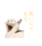 【愛猫にゃんこ】ばぶ・ぷり・ぽんの日常（個別スタンプ：14）