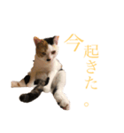【愛猫にゃんこ】ばぶ・ぷり・ぽんの日常（個別スタンプ：15）