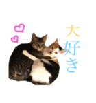 【愛猫にゃんこ】ばぶ・ぷり・ぽんの日常（個別スタンプ：16）