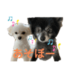 まるぷぅちゃん（個別スタンプ：3）