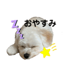 まるぷぅちゃん（個別スタンプ：4）