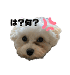 まるぷぅちゃん（個別スタンプ：9）
