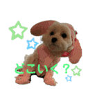 まるぷぅちゃん（個別スタンプ：11）