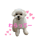 まるぷぅちゃん（個別スタンプ：12）