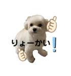 まるぷぅちゃん（個別スタンプ：13）