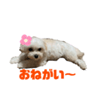 まるぷぅちゃん（個別スタンプ：15）