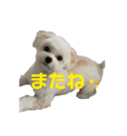 まるぷぅちゃん（個別スタンプ：16）