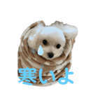 まるぷぅちゃん（個別スタンプ：18）
