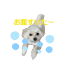 まるぷぅちゃん（個別スタンプ：22）
