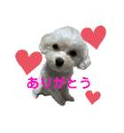 まるぷぅちゃん（個別スタンプ：23）