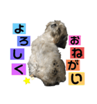 チャッピーの日常Part2（個別スタンプ：9）