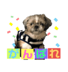 チャッピーの日常Part2（個別スタンプ：13）