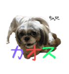 チャッピーの日常Part2（個別スタンプ：30）