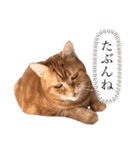 もな様のきもち 基本関西弁（個別スタンプ：10）