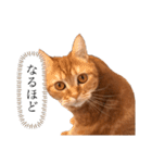 もな様のきもち 基本関西弁（個別スタンプ：16）