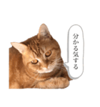 もな様のきもち 基本関西弁（個別スタンプ：19）